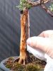 ThThuốc bôi (quét) lũa cây tùng, cây lá kim.. cây lũa mềm chống mục lũa, sâu bệnh, diệt nấm Miyauchi Nhật Bản 60ml - D291 - anh 7