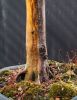 ThThuốc bôi (quét) lũa cây tùng, cây lá kim.. cây lũa mềm chống mục lũa, sâu bệnh, diệt nấm Miyauchi Nhật Bản 60ml - D291 - anh 9